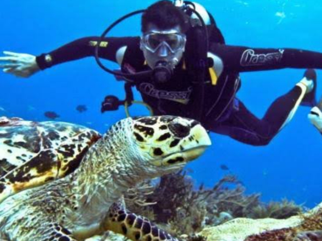 غرفة سياحة الغوص تطلق تطبيقا جديدا لتسهيل عمليات تنظيم وتنفيذ الرحلات البحرية