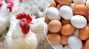 بشرى للمواطنين.. تراجع في أسعار البيض بأنواعه